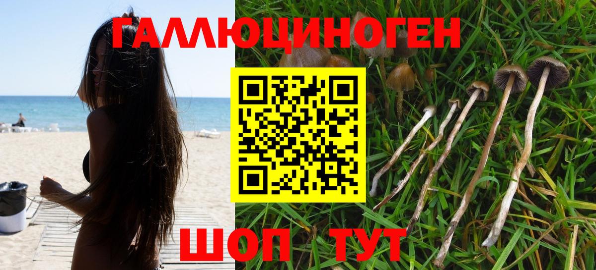 Галлюциногенные грибы прущие грибы  Рославль  Псилоцибиновые грибы Psilocybine cubensis 